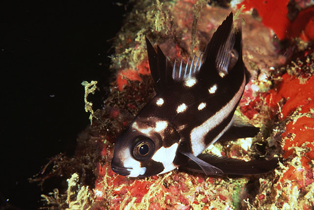 Macolor macularis