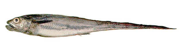 Macruronus magellanicus