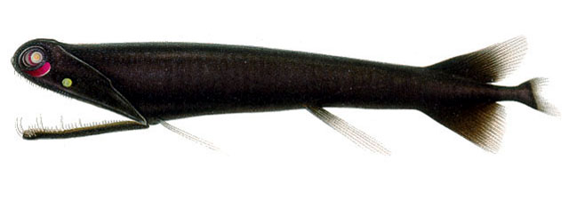 Malacosteus niger