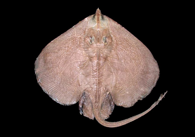 Malacoraja obscura