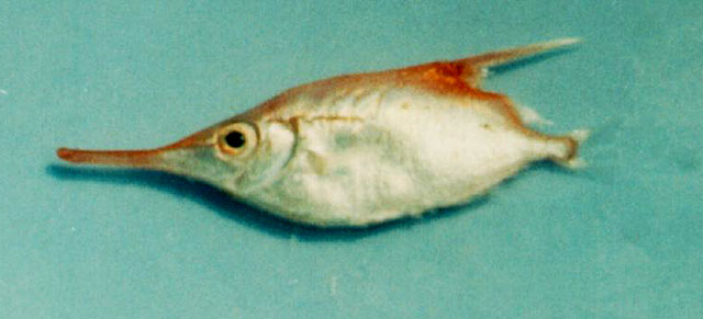 Macroramphosus scolopax