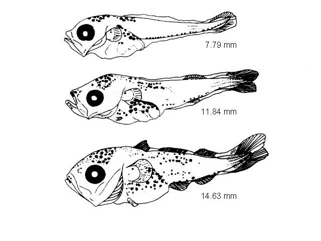 Melanogrammus aeglefinus