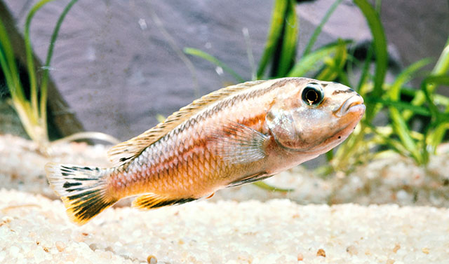 Melanochromis auratus