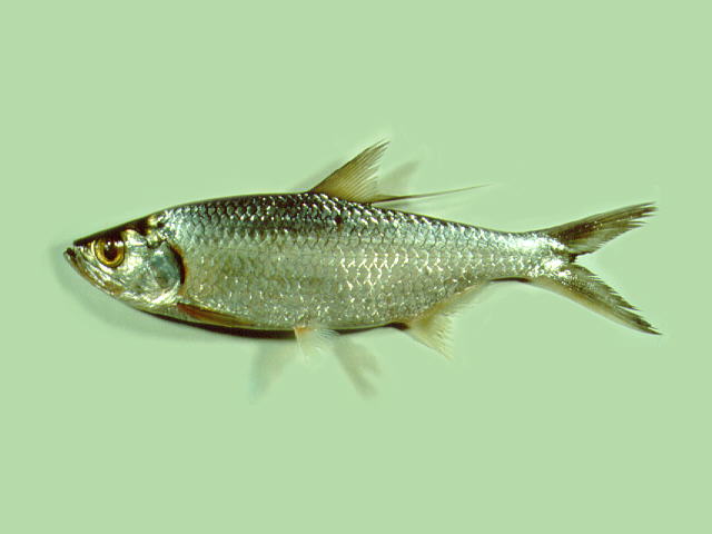 Megalops cyprinoides