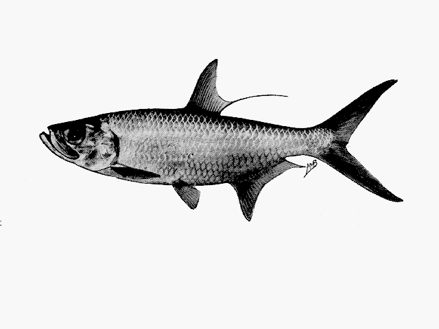 Megalops cyprinoides