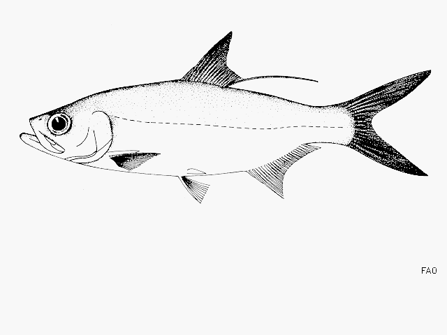 Megalops cyprinoides