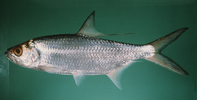 Megalops cyprinoides