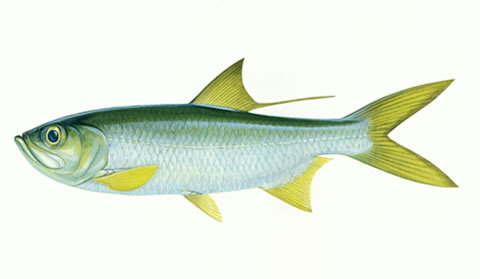 Megalops cyprinoides