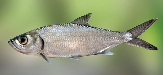 Megalops cyprinoides