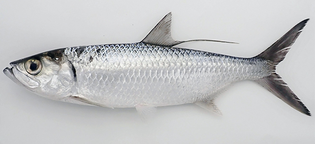 Megalops cyprinoides