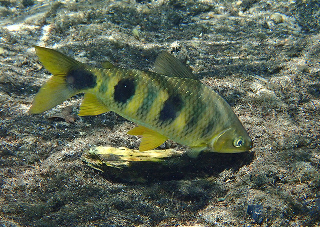 Megaleporinus obtusidens