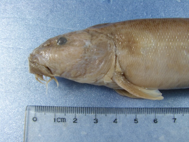 Misgurnus anguillicaudatus