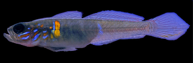 Microgobius brevispinis