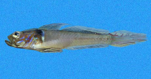 Microgobius brevispinis