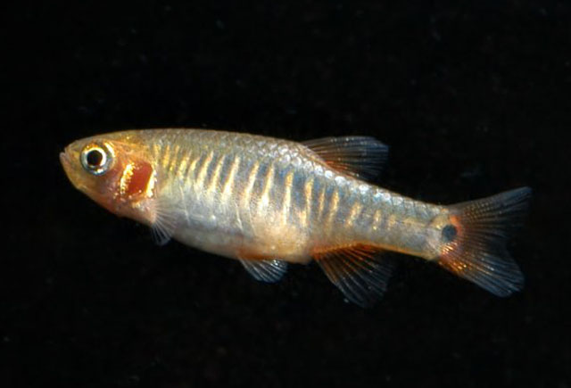 Danio erythromicron