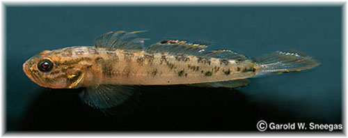 Microgobius gulosus