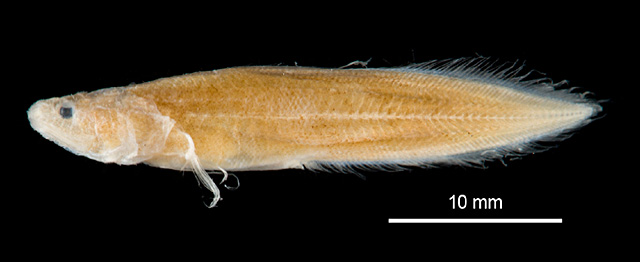 Microbrotula hamata