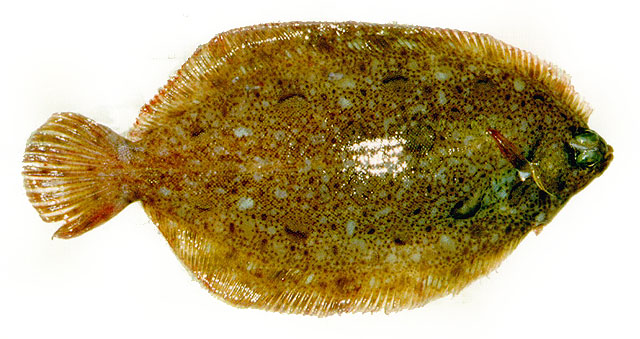 Microstomus kitt