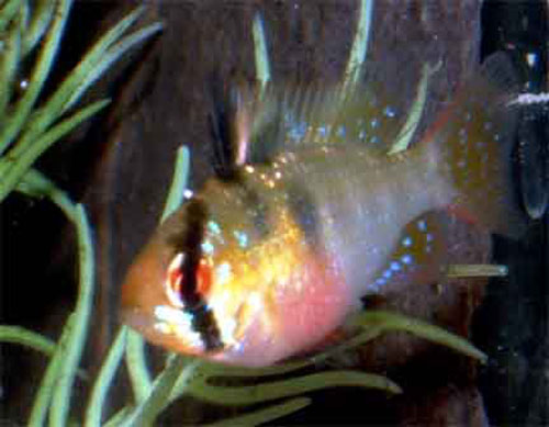 Mikrogeophagus ramirezi