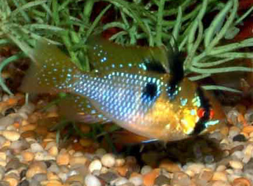 Mikrogeophagus ramirezi