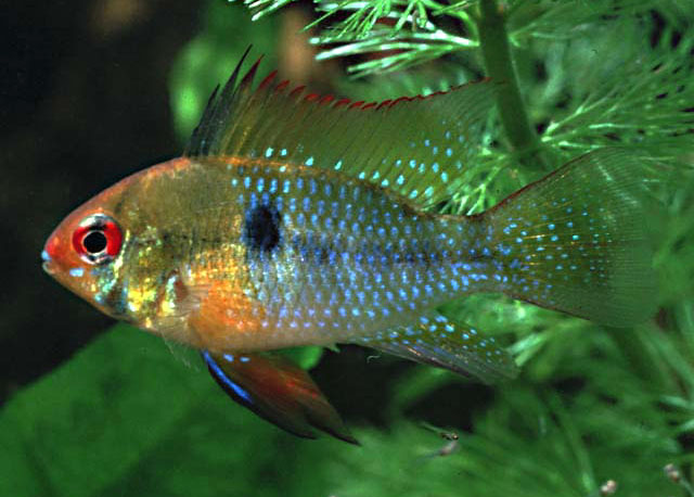 Mikrogeophagus ramirezi