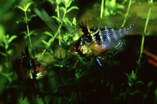 Mikrogeophagus ramirezi