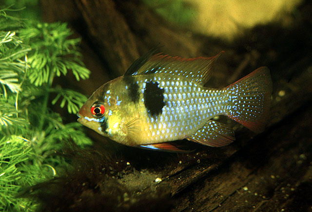 Mikrogeophagus ramirezi