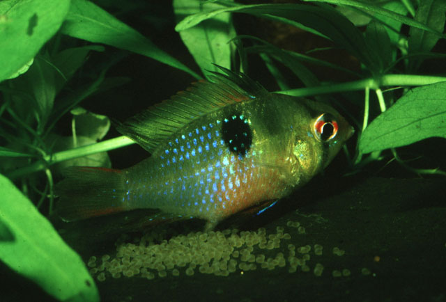 Mikrogeophagus ramirezi