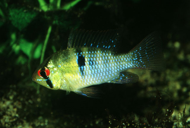 Mikrogeophagus ramirezi