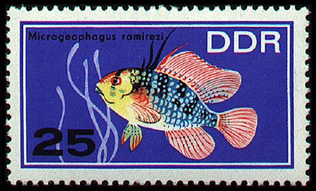 Mikrogeophagus ramirezi