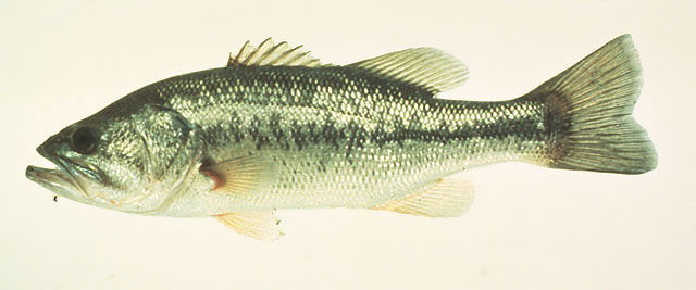 Micropterus salmoides