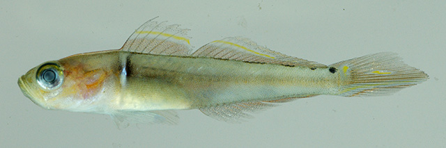 Microgobius signatus