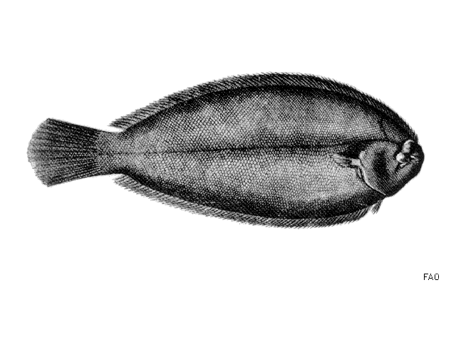 Microchirus theophila