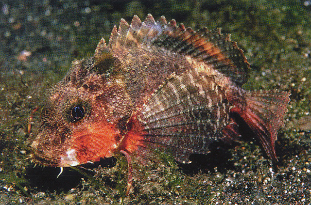 Minous trachycephalus