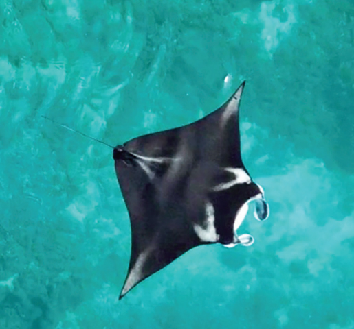 Mobula alfredi