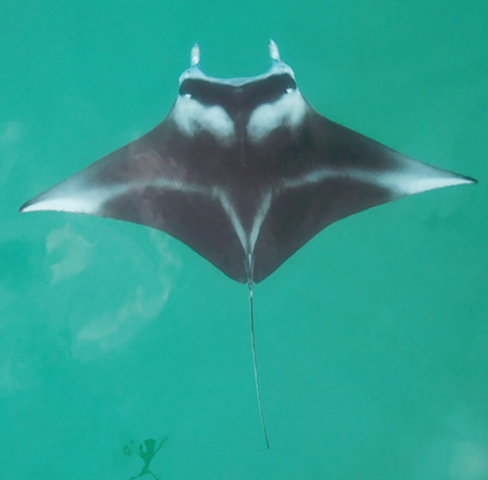 Mobula alfredi