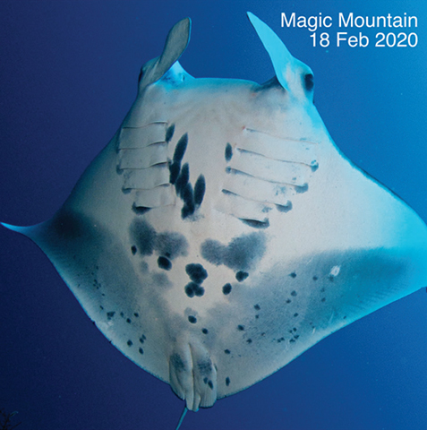 Mobula alfredi