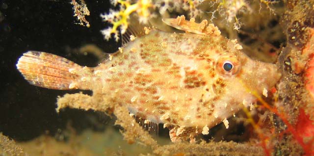 Monacanthus chinensis