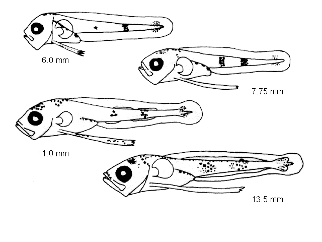 Molva dypterygia