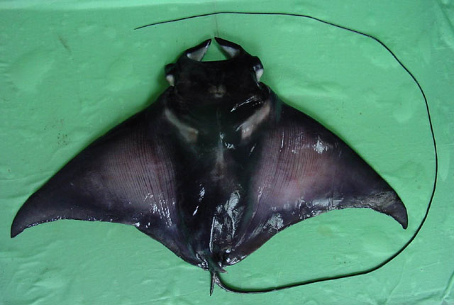 Mobula japanica