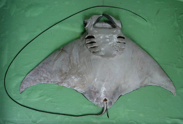 Mobula japanica