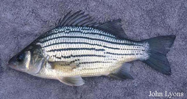 Morone mississippiensis