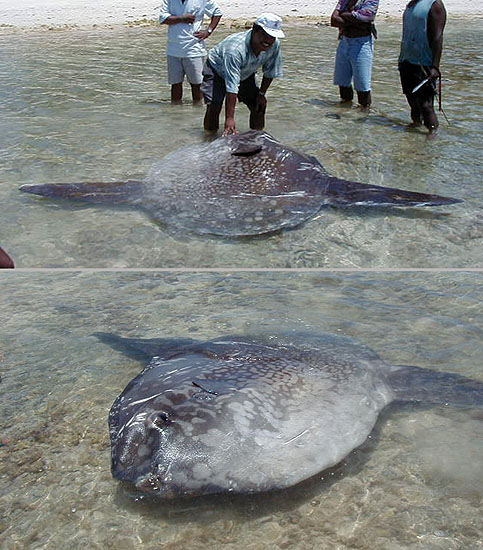 Mola mola