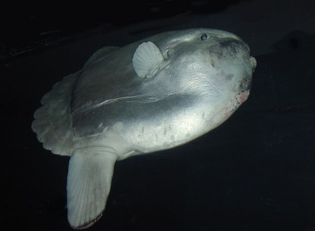 Mola mola