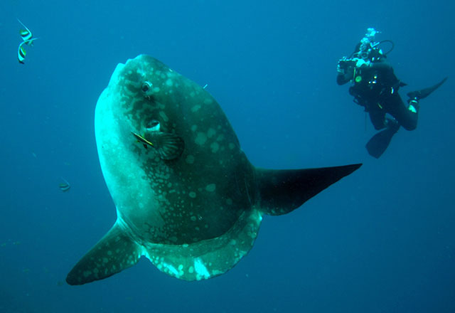 Mola mola