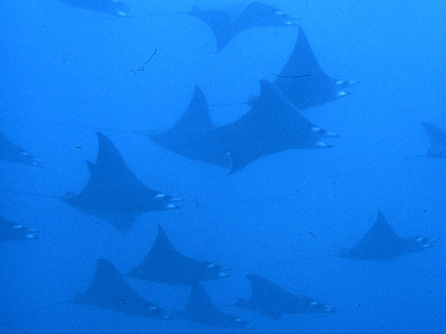 Mobula munkiana