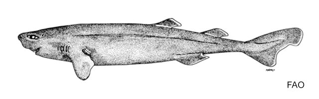 Mollisquama parini