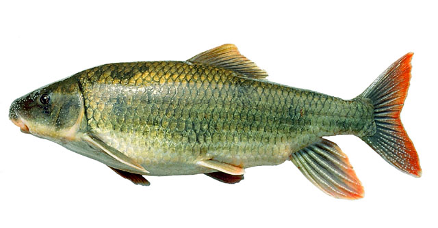 Moxostoma robustum