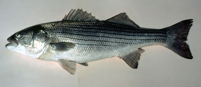 Morone saxatilis