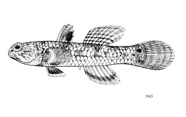 Mugilogobius chulae